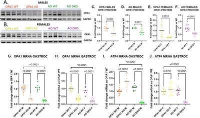 ATF4-dependent and independent mitokine secretion from OPA1 deficient skeletal muscle in mice is sexually dimorphic